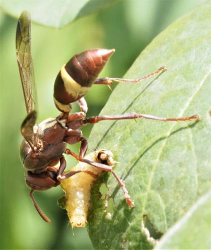 Polistes sp.